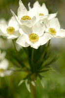 Narcis-anemoon - Narcissus anemone - Anemone narcissiflora