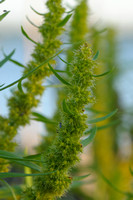 Moeraszuring - Marsh Dock - Rumex palustris