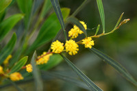 Orange wattle; Acacia saligna