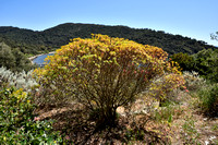 Euphorbia dendroides