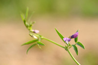 Moeraslathyrus; Marsh Pea; Lathyrus palustris