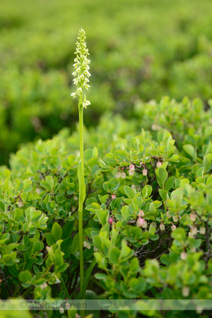 Witte Muggenorchis; Small-white Orchid; Pseudorchis albida;