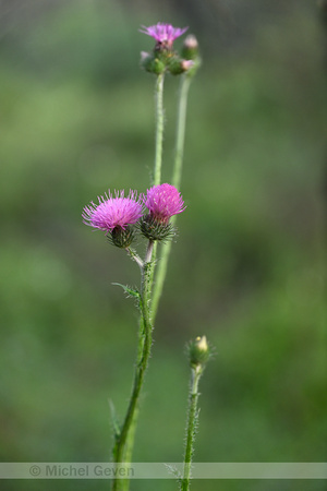 Carduus litigiosus