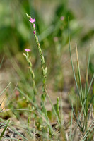 Schenkia spicata