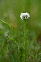 Globularia punctata