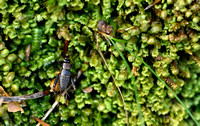 Boskrekel; Wood Cricket; Nemobius sylvestris