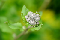 Donzige Klit; Woolly burdock; Arctium tomentosum;