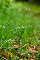 Gladde zegge; Smooth-stalked Sedge; Carex laevigata