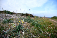 Bunch-flowered Daffodil; Narcissus tazetta