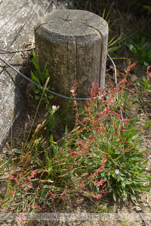 Rode schijnspurrie; Sand Spurrey; Spergularia rubra