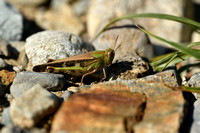 Slanke groenvleugel; Slender Green-winged Grasshopper; Aiolopus