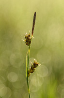 Blauwe Zegge; Carnation Sedge; Carex panicea