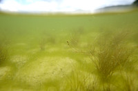 Draadfonteinkruid; Slender-leaved Pondweed; Potamogeton filiform