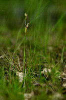 Trekrus; Heath Rush; Juncus squarrosus