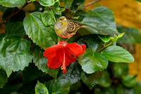 Kanarie; Atlantic Canary; Serinus canaria