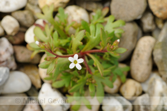 Kandelaartje; Rue-leaved saxifrage; Saxifraga tridactylites