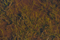 Kleine biesvaren; Spiny-spored Quillwort; Isoëtes echinospora