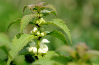 Witte Dovenetel - White Dead-nettle - Lamium album