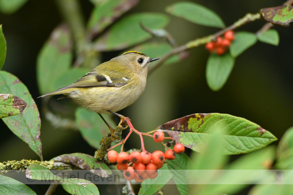 Goudhaan; Goldcrest; Regulus regulus