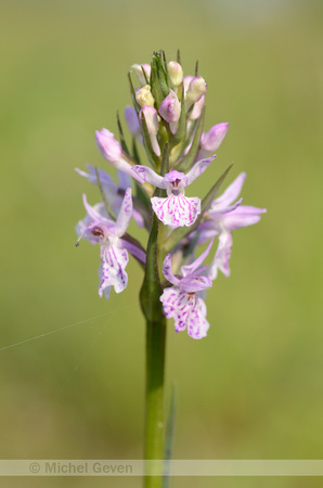 Gevlekte Orchis; Heath spotted-orchid; Dactylorhiza maculata