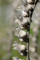 Bilzekruid; Black Henbane; Hyoscyamus niger