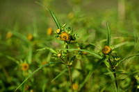 Knikkend tandzaad; Nodding Bur-marigold; Bidens cernua