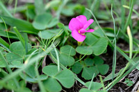 Kaapse klaverzuring; Bermuda-buttercup; Oxalis pes-caprae