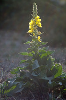 Stalkaars - Dense-flowered Mullein - Verbascum densiflorum