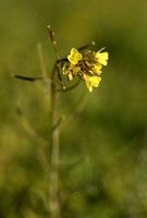 Schijnraket; Hairy Rocket; Erucastrum gallicum