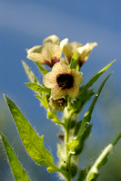 Bilzekruid; Black henbane; Hyoscyamus niger;