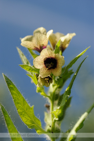 Bilzekruid; Black henbane; Hyoscyamus niger;