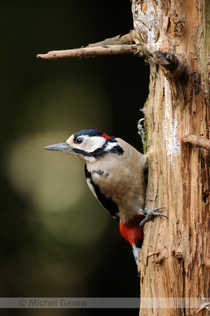 Grote Bonte Specht; Great Spotted Woodpecker; Dendrocopos major