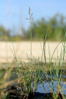 Blauw kweldergras - Borrer's Saltmarsh-grass - Puccinellia fasciculata
