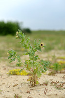 Bilzekruid; Black Henbane; Hyoscyamus niger