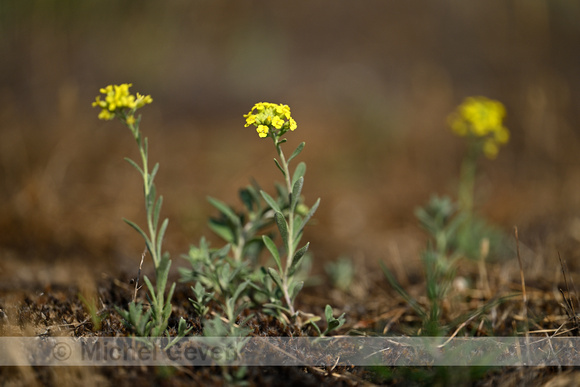 Bergschildzaad; Mountain Alison; Alyssum montanum