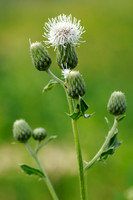 Akkerdistel - Creeping Thistle - Cirsium arvense