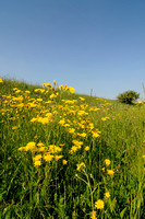 Groot Streepzaad; Rough Hawk's-beard; Crepis biennis