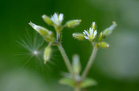 Kluwenhoornbloem; Sticky Mouse-ear; Cerastium glomeratum;