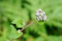 Donzige Klit; Woolly burdock; Arctium tomentosum;