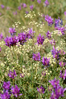 Astragalus danicus