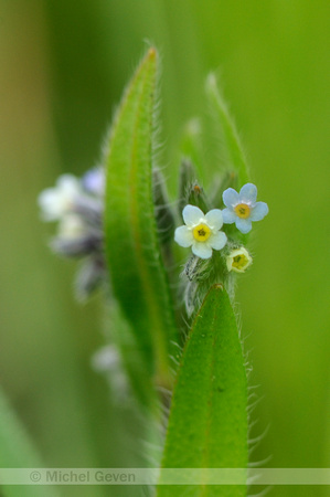 Veelkleurig vergeet-mij-nietje; Changing Forget-me-not; Myosotis