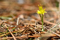 Gagea soleirolii