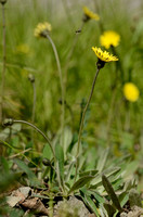 Muizenoor; Mouse-ear Hawkweed; Hieracium pilosella
