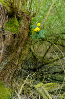 Mahonie; Oregon Grape; Berberis auifolium;