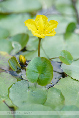 Watergentiaan; Fringed Waterlily; Nymphoides peltata