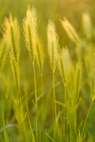 Kruipertje -  Wall Barley -  Hordeum murinum