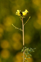 Schijnraket; Hairy Rocket; Erucastrum gallicum