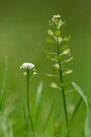 Teesdalia coronopifolia