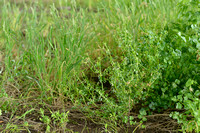 Selderij; Celery; Apium graveolens;