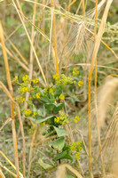 Doorwas; Thorowax; Bupleurum rotundifolium;